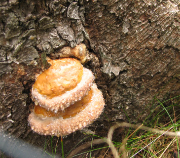 Mladá plodnice troudnatce na smrku, ŠLP ML Křtiny 2009.
