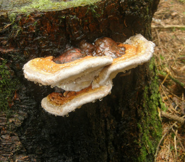 Plodnice na pařezu smrku, ŠLP ML Křtiny 2011.