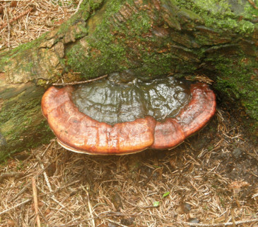 Plodnice na pařezu smrku, ŠLP ML Křtiny 2011.