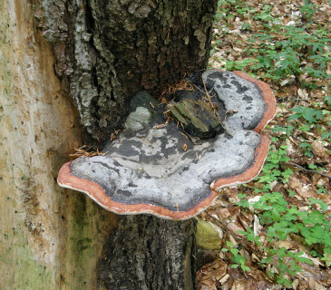 Plodnice na pařezu smrku, ŠLP ML Křtiny 2013.