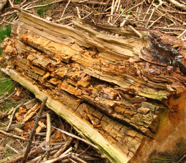 Hnědý, kostkovitý rozklad, Křižánky 2010.