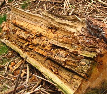 Hnědý, kostkovitý rozklad, Křižánky 2010.