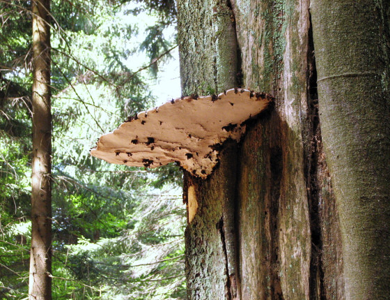 Plodnice na buku, Vihorlat, Slovensko 2012.