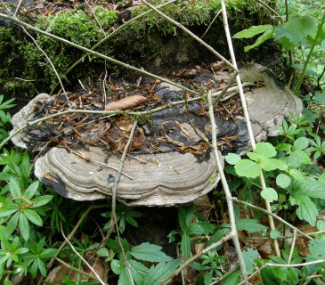 Plodnice na pařezu buku, PR Coufavá 2006.