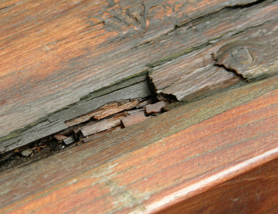 Hniloba trámovky, Brno 2005.