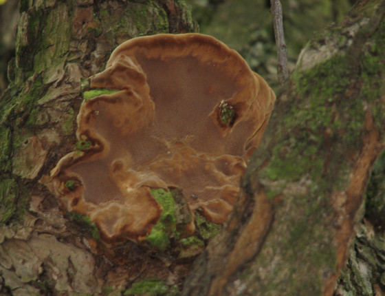 Plodnice na hrušce, NPR Rendez vous 2010.
