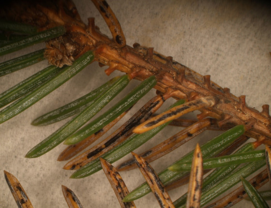 Hysterothecia na jehlicích, laboratoř ÚOLM LDF Brno 2004.