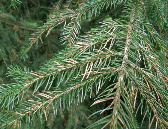 Napadené jehlice smrku, Arboretum Řícmanice 2006.