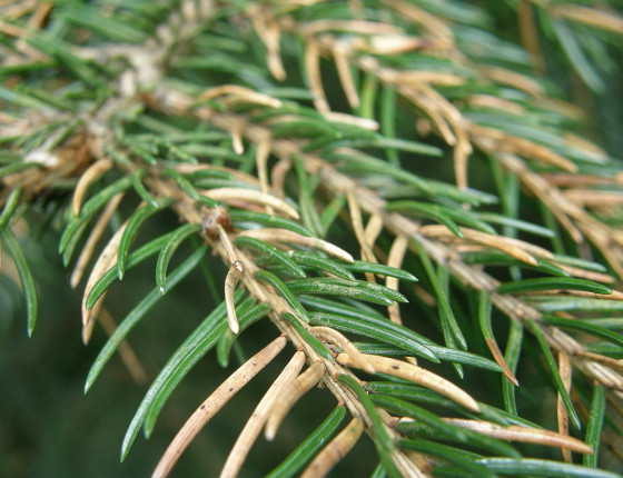 Napadené jehlice smrku, Arboretum Řícmanice 2006.