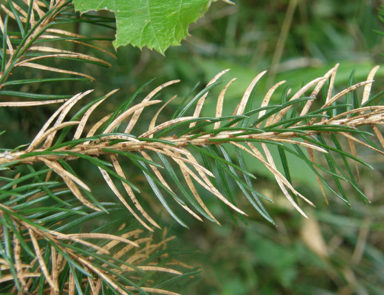 Napadené jehlice smrku, Arboretum Řícmanice 2006.