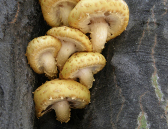 Detail plodnic, Brno Lužánky park 2003.