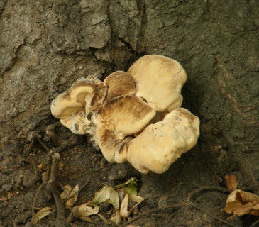 Mladé plodnice na bázi habru, Brno Lužánky 2008.