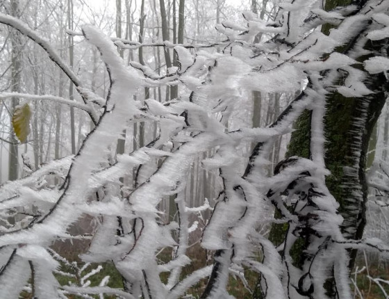 Námraza v listnatém porostu, ŠLP Křtiny 2020.