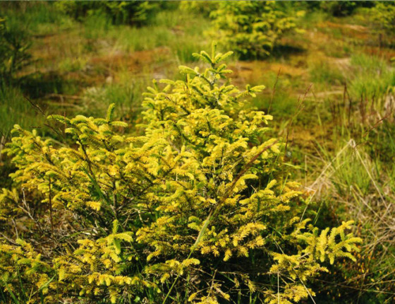 Nedostatek dusíku po shrnutí svrchní vrstvy půdy, Šumava 1998.