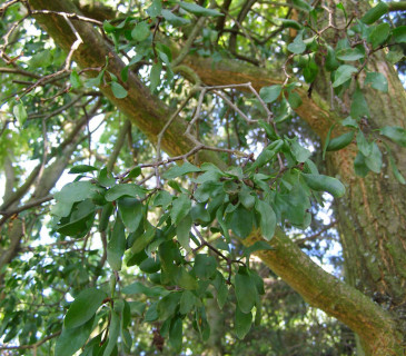 Ochmet na dubu letním, Brno-Komín 2011.