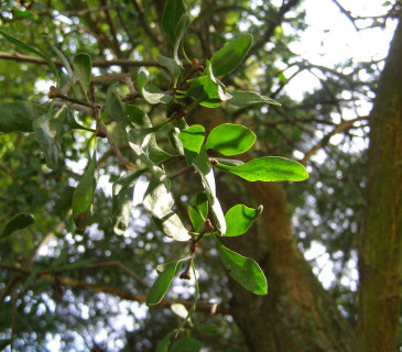 Detail ochmetu, Brno-Komín 2011.