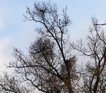 Silnější napadení dubu,
Brno – obora Holedná 2012