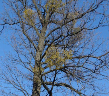 Ochmet s plody, Jižní Morava 2005.