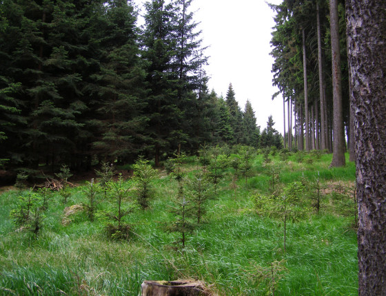 Opatření pro zvýšení stability – odluka, Českomoravská vrchovina 2007.
