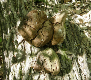 Plodnice na kmenu dubu, Arboretum Křtiny 2006.