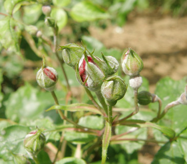 Podosphaera pannosa na květních pupenech růží, Brno 2005.