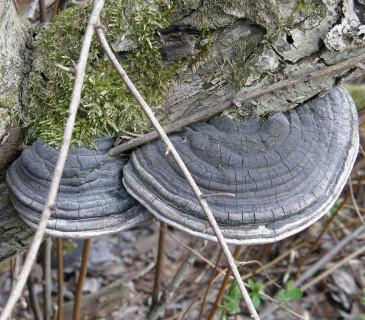 Plodnice na vrbě, Arboretum Křtiny 2006.