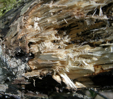 Bílá hniloba na vrbě, Arboretum Křtiny 2012.