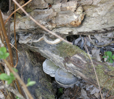 Plodnice na vrbě, Arboretum Křtiny 2009.