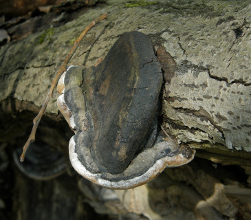 Plodnice na vrbě, Arboretum Křtiny 2006.