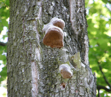 Plodnice na dubu, Údolí Chvojnice 2012.