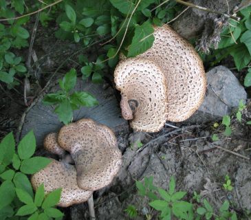 Plodnice na pařezu, Útěchov 2011.
