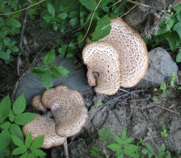 Plodnice na pařezu, Útěchov 2011.