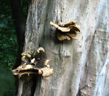 Plodnice choroše, ŠLP ML Křtiny 2018.