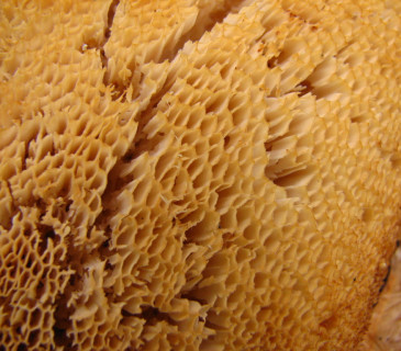 Detail hymenia plodnice, MENDELU BZA 2004.