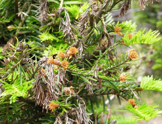 Poškození jedle pozdním mrazem, Českomoravská vrchovina 2007.