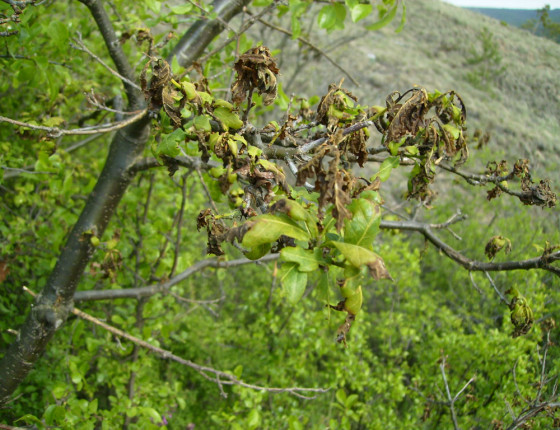 Poškození rašícího dubu pozdním mrazem, Mohelno 2007.