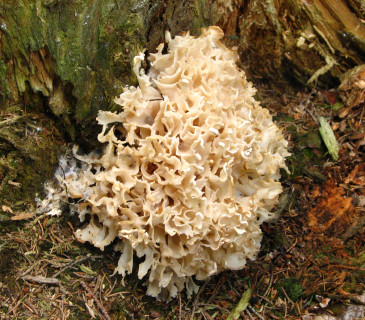 Plodnice kotrče, Křižánky 2006.