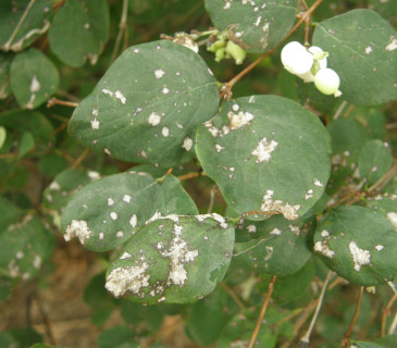 Nekrotické skvrny na listech pámelníku, Brno Lužánky park 2010.
