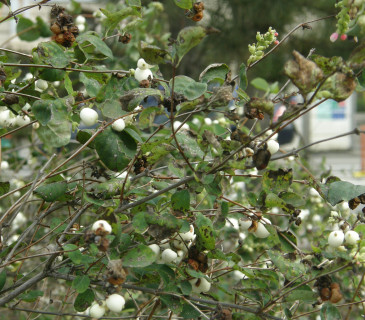 Symptomy poškození na keři pámelníku, Brno Lužánky park 2010.