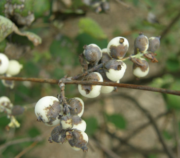 Hnědé léze na bobulích pámelníku, Brno Lužánky park 2010.