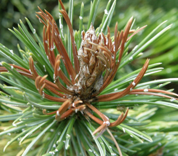 Detail odumírání pupene a nejmladších jehlic u Pinus aristata, Brno Mendelu BZA 2010.