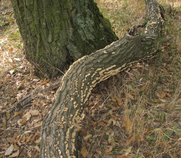 Plodnice na větvi dubu, Brno Holedná 2023.
