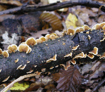 Plodnice na větvi buku, Arboretum Křtiny 2006.