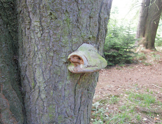 Tsuga s plodnicí ohňovce Hartigova, ŠLP ML Křtiny arboretum 2011.