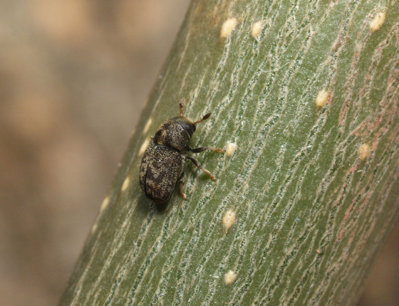 Brouk, Mokrá-Horákov 2011.