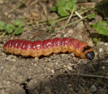 Dorostlá hosenka, Brno Arboretum MENDELU 2006.