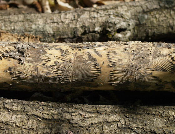 Požerky na větvi jasanu, Hostěnice 2007.