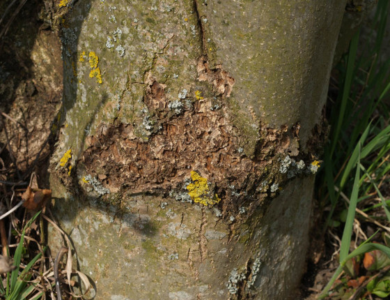 Úživný žír brouků, Hostěnice 2010.