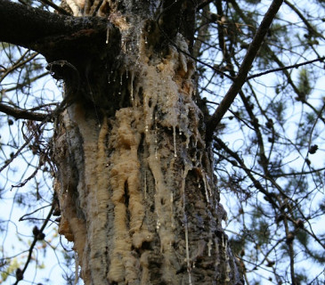 Detail ronění pryskyřice na kmenu, Arboretum Křtiny 2004.