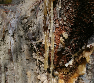 Detail ronění pryskyřice na kmenu, Arboretum Křtiny 2004.